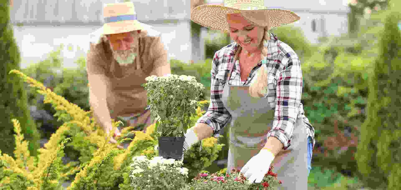 Greatest Blooming Garden Plants