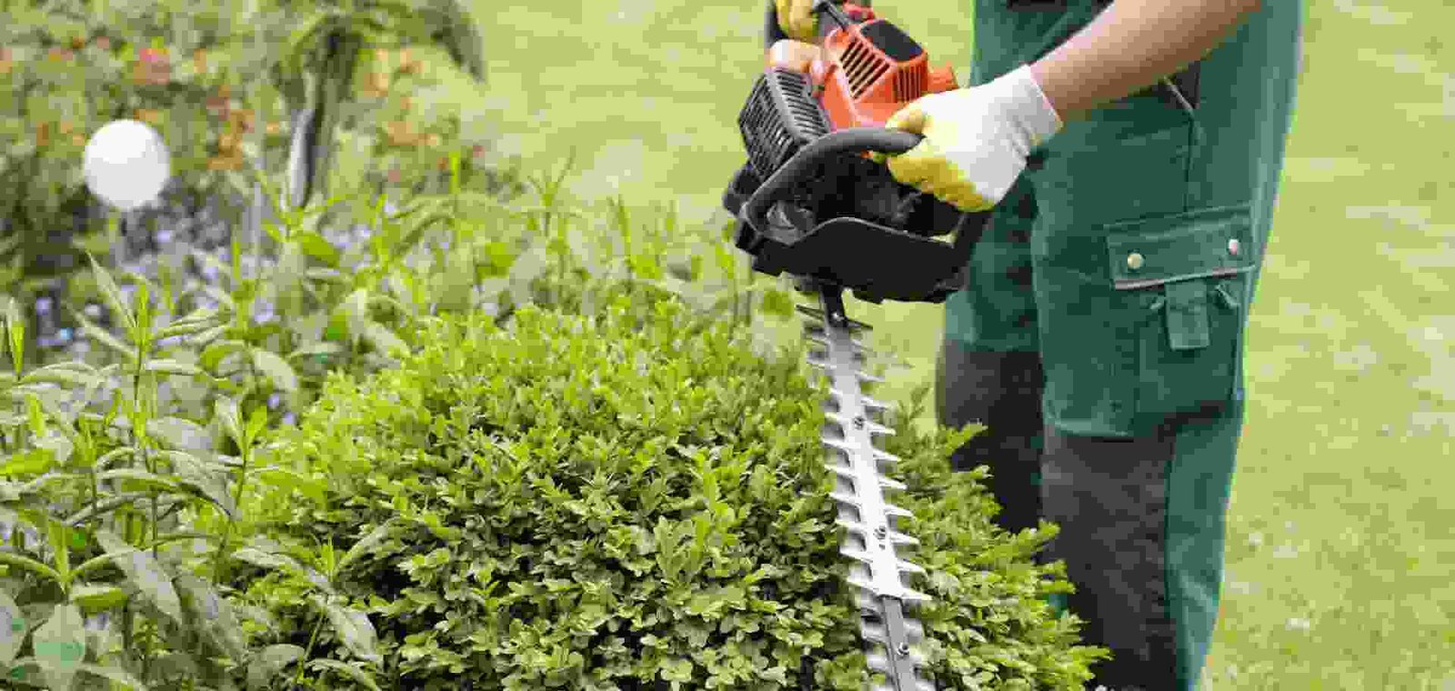 Backyard Exotic Plant Growing Tips